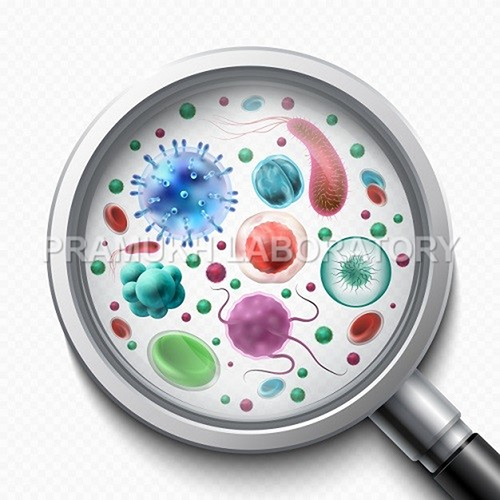 Padiococcus Cerevisiae Testing Services