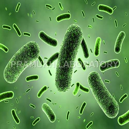 Streptococcus Faecalis Testing Services