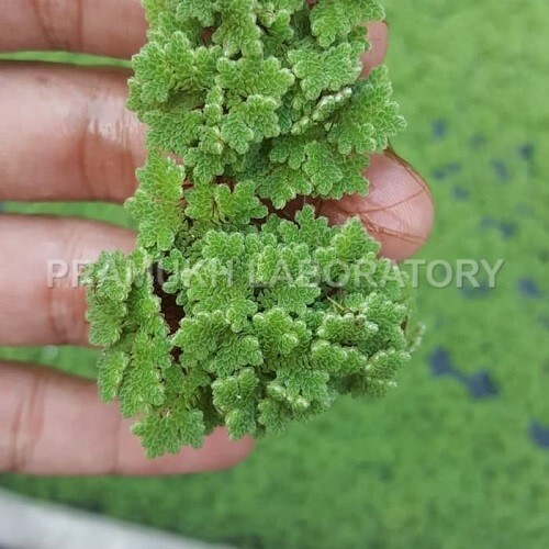 Pseudomonas Putida Testing Services