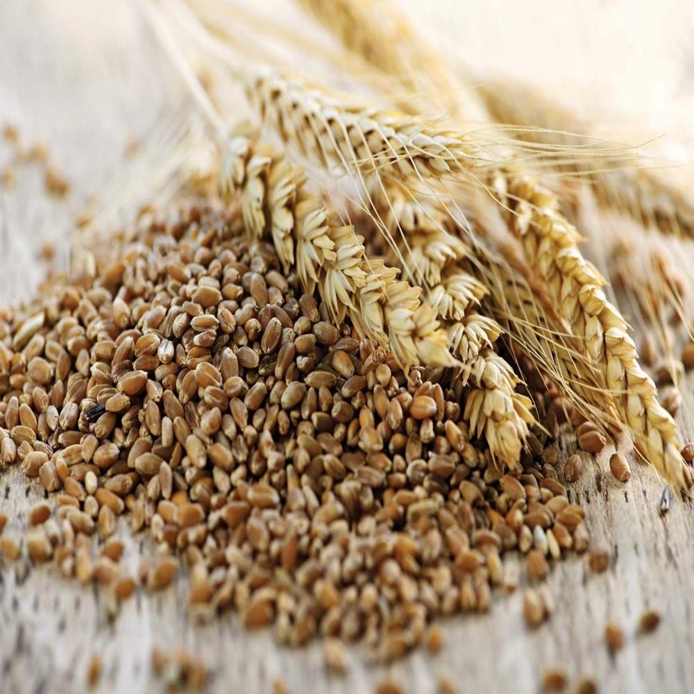 Premium Triticale Flour