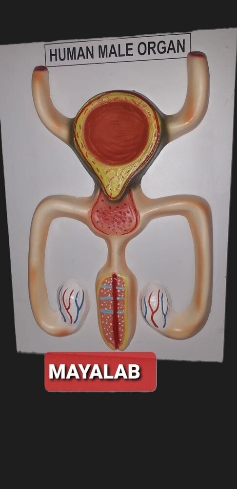 human organ model