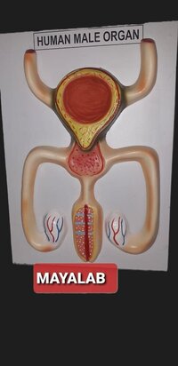human organ model