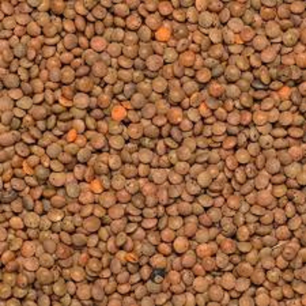 Brown lentils