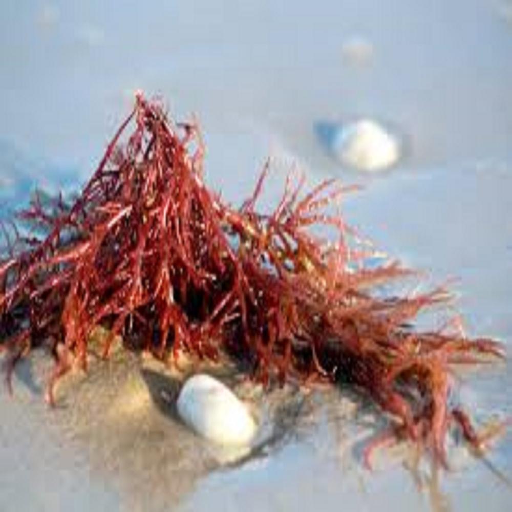 Carrageenan