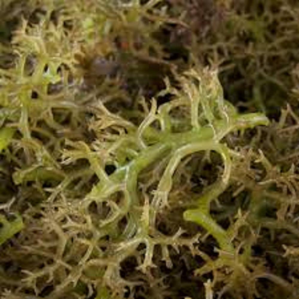 Carrageenan