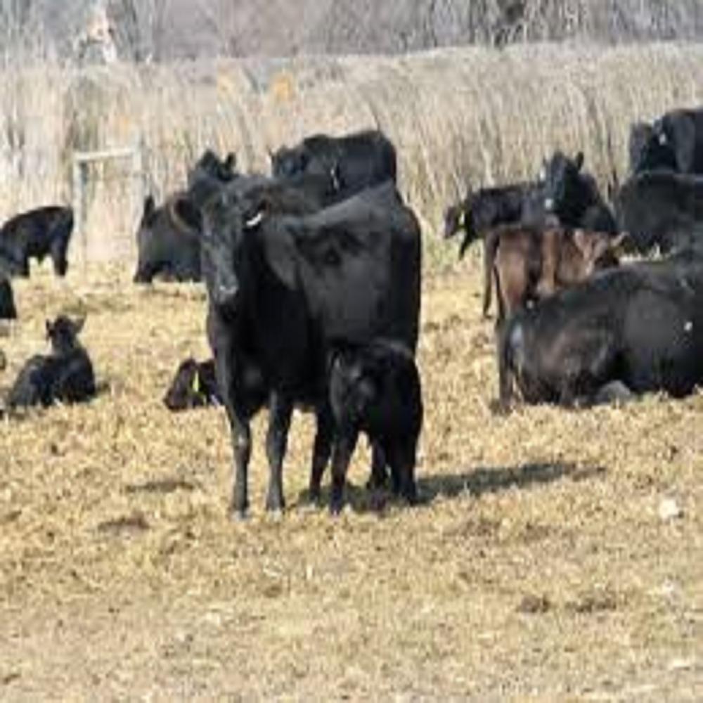 Midwest Lactation Grazing Mineral