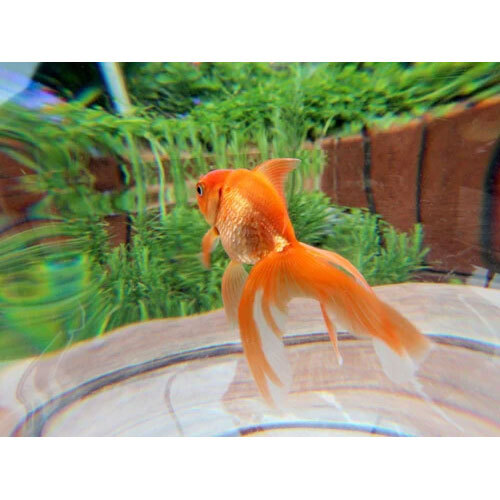 ACRYLIC LARGE ROUND FISH TANK AQUARIUM