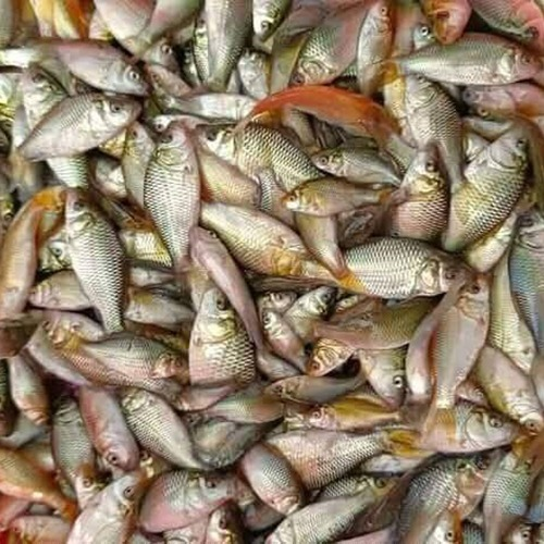 Amur Carp Fish Seed - Additives: None