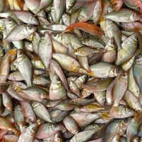Amur Carp Fish Seed
