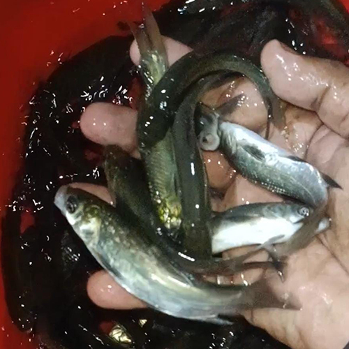 काली कार्प मछली का बीज