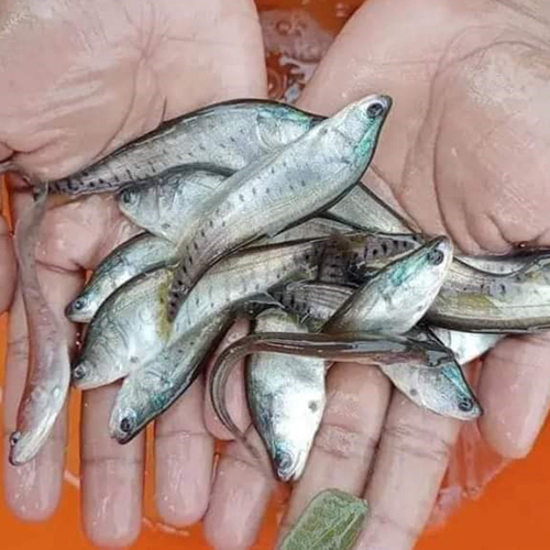 Chital Fish Seed - Additives: None