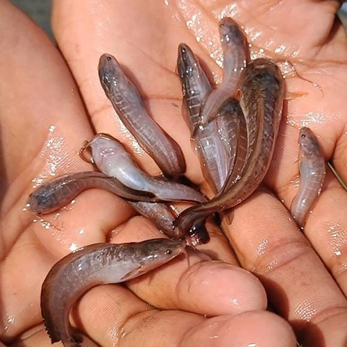 Desi Magur Fish