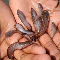 Desi Magur Fish Seed - Grade: Aquaculture