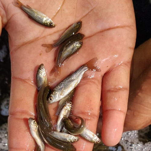 Grass Carp Fish