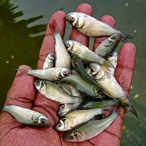 Katla Fish Seed - Additives: None