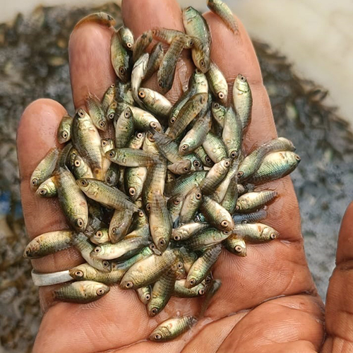 Koi Kawai Fish Seed - Additives: None