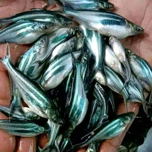 Pangas Fish