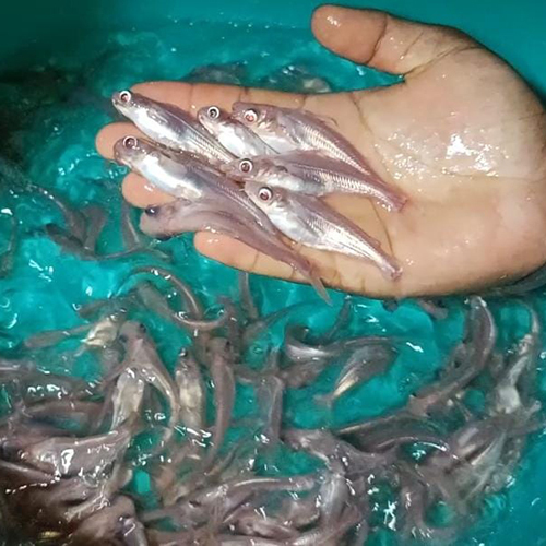 Red Pangas Fish