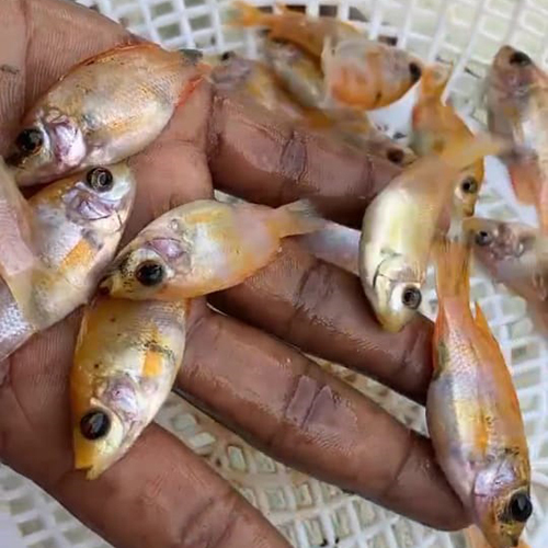 Red Tilapia Fish - Additives: None