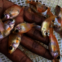 Red Tilapia Fish Seed - Additives: None