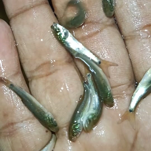 Rohu Fish Seed - Additives: None