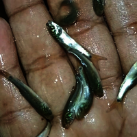 Rohu Fish Seed - Additives: None