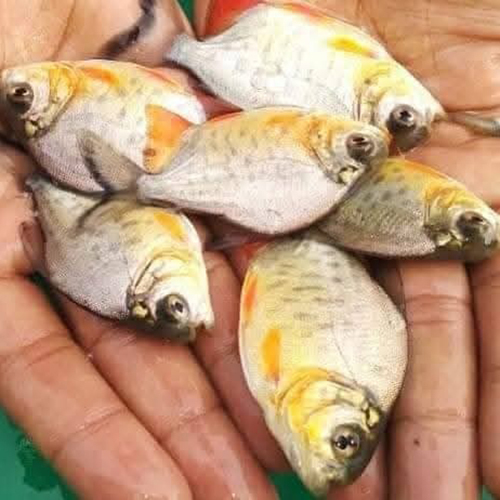 Rupchanda Fish