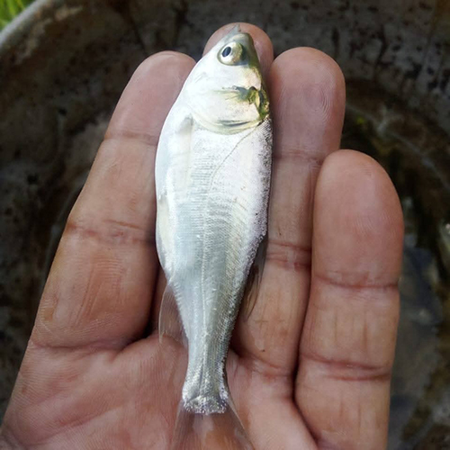 Silver Carp Fish
