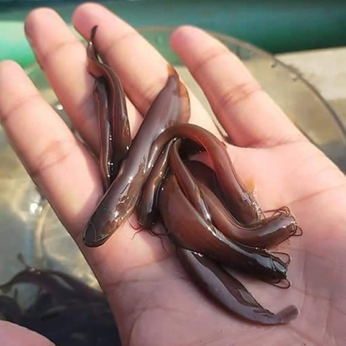Singi Fish