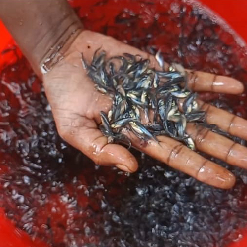 Small Pangas Fish