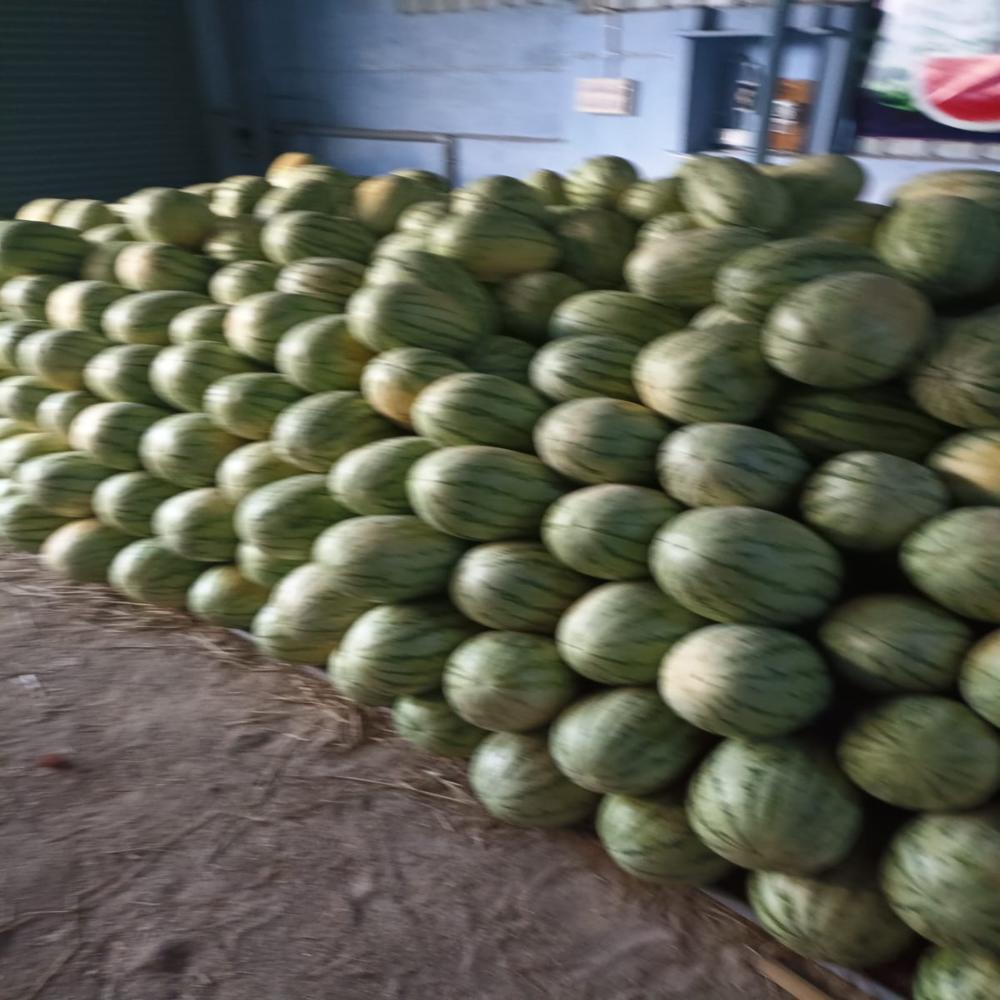 Water Melon - Moisture (%): 90%