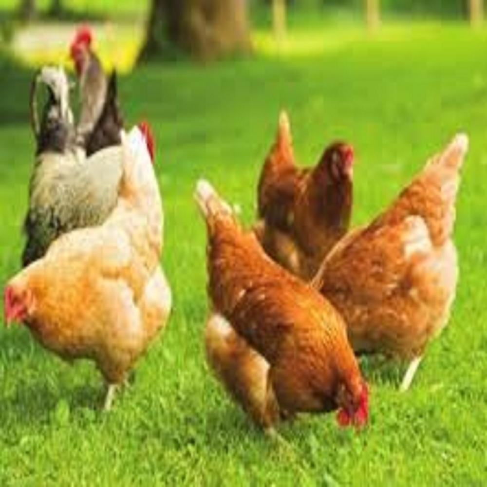 Miller Poultry Organic Broiler Vit V8 10