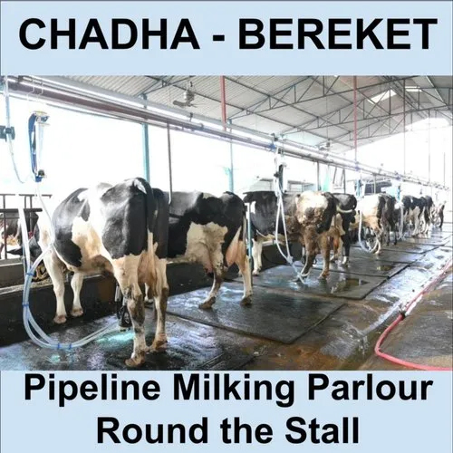 Pipeline Milking Parlour