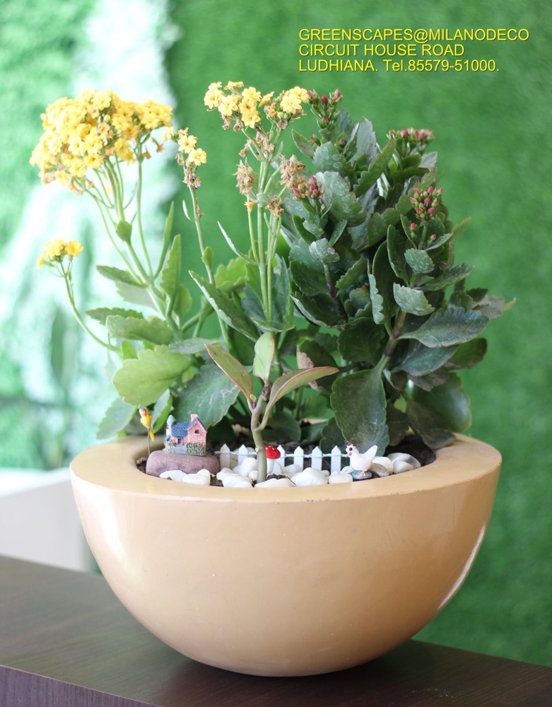 Bowl Shape - Color: All Color