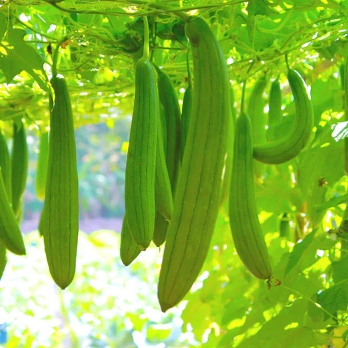 Sponge Gourd Net