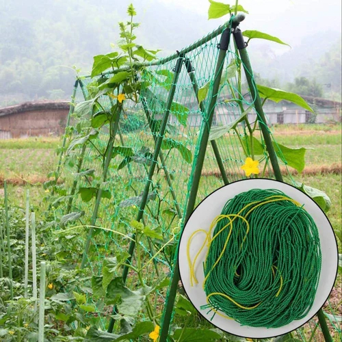 Trellis Net