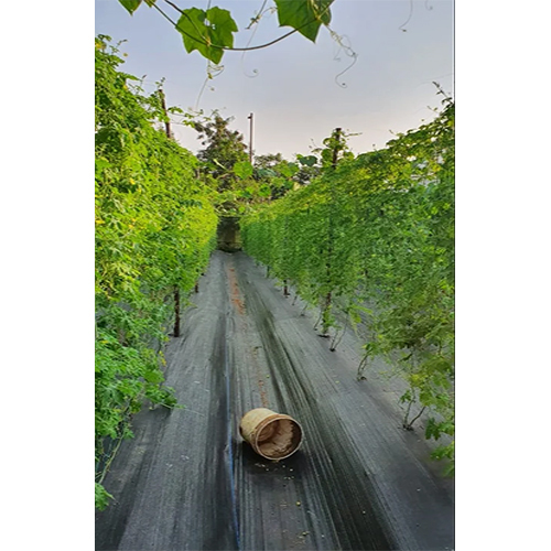 Cucumber Crop Support Net