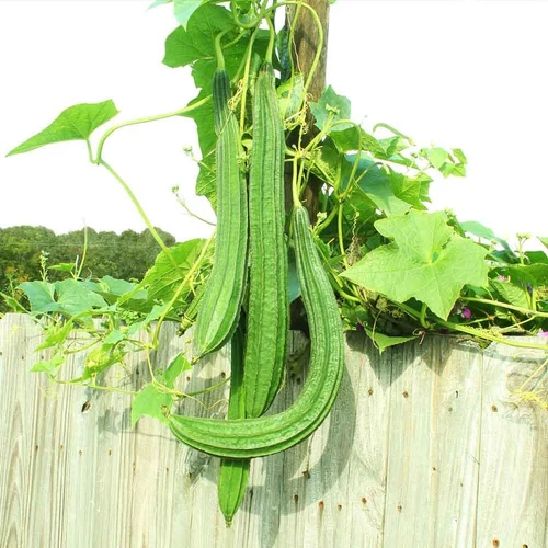 Ridge Gourd Supporting Net
