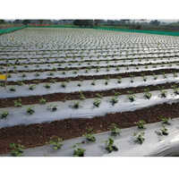 25 Micron Mulching Paper - Advantage: Agriculture