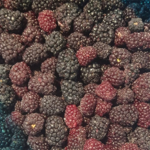 Frozen Blackberry - Color: Red