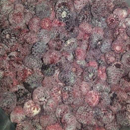 Frozen Indain Raspberry - Color: Red And Black