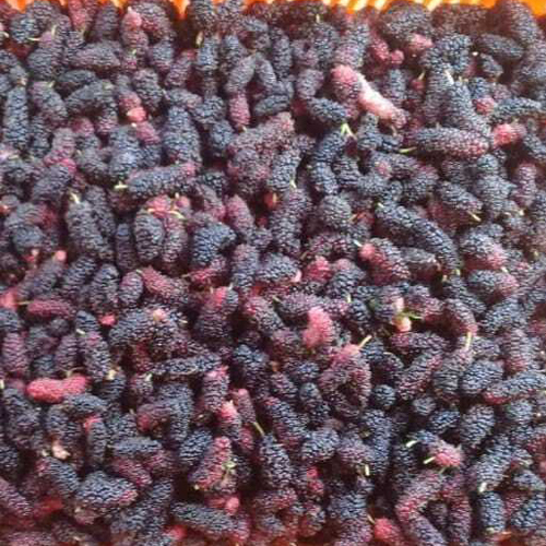 Frozen Mulberry - Color: Red