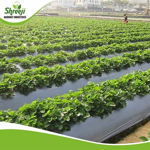Mulching Sheets - Color: Black