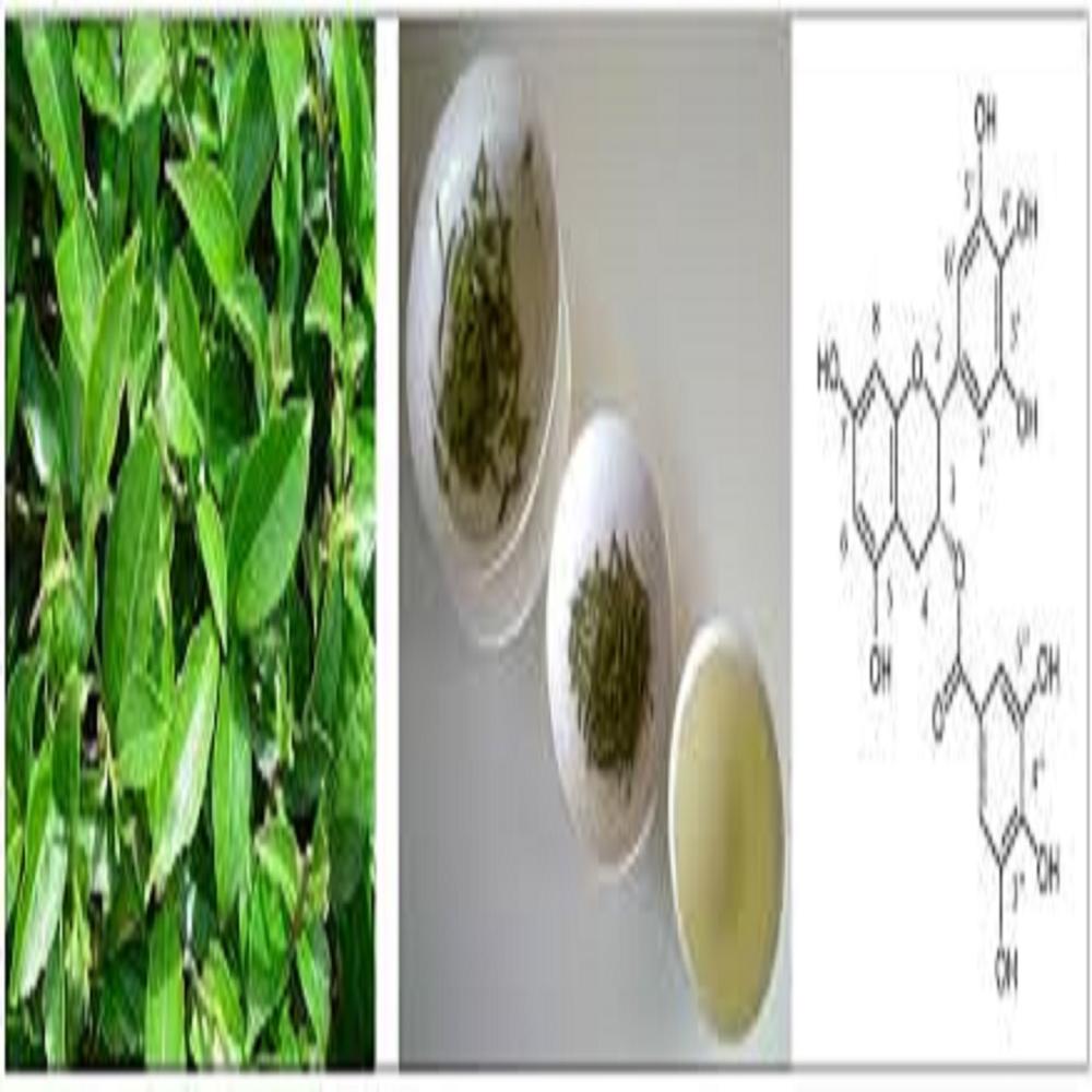 Green tea polyphenols