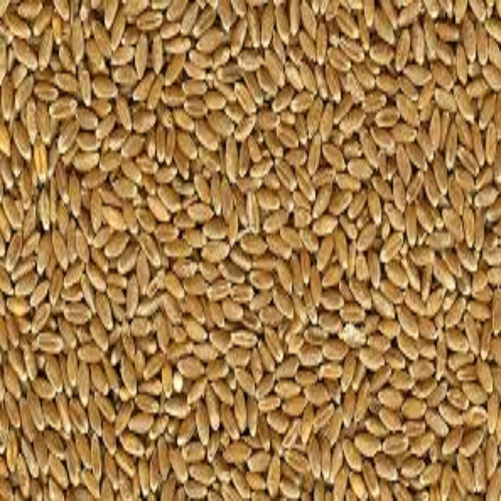 Hard Red Winter Wheat - Shelf Life: 2 Years