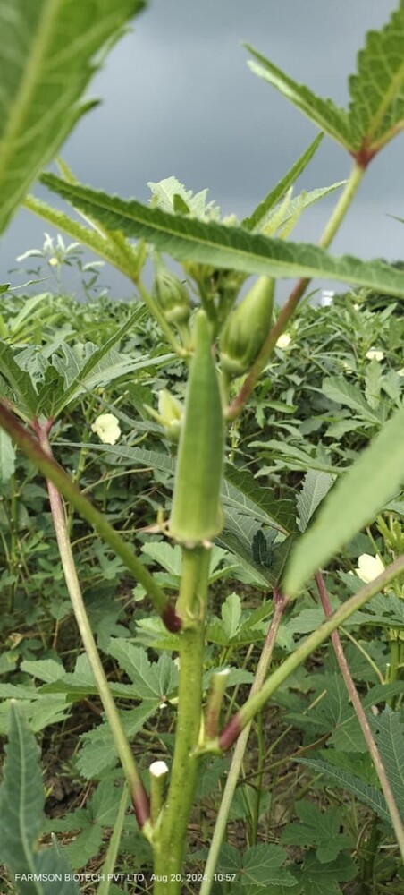 okra seds