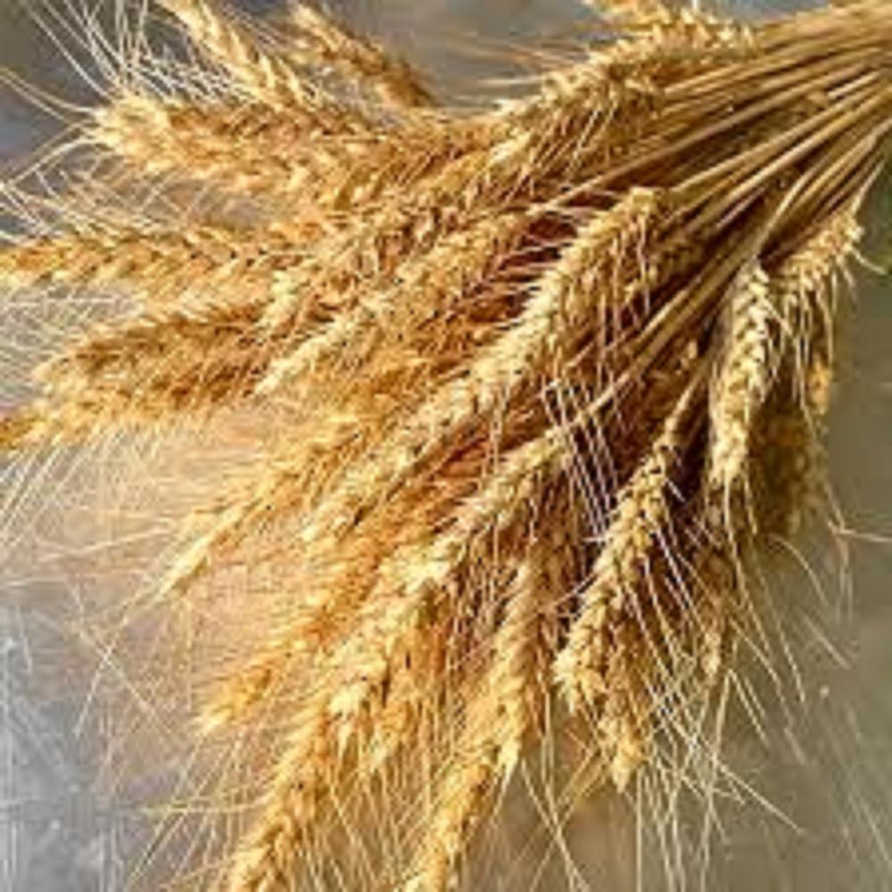 Soft red winter wheat