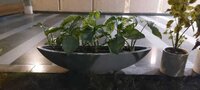 Boat Shape planter