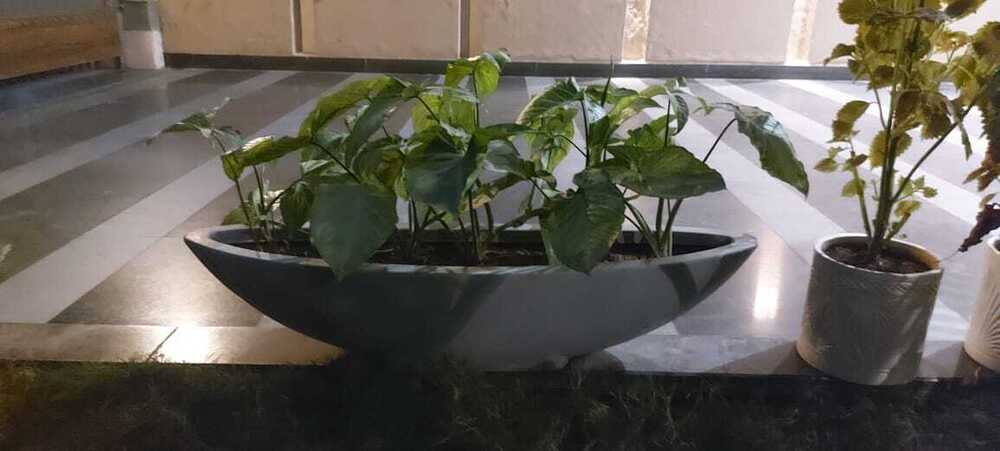 Boat Shape planter