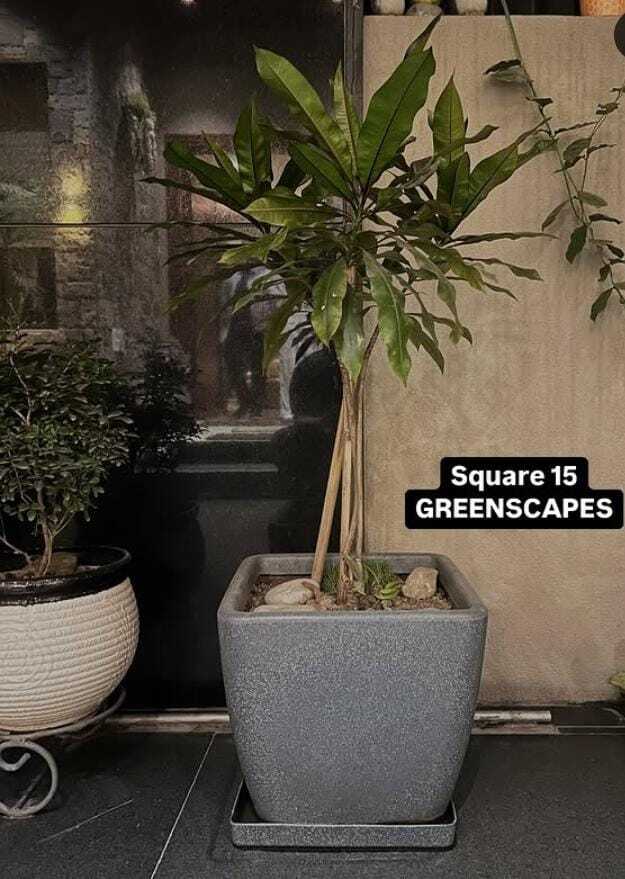 चौकोर आकार का गमला